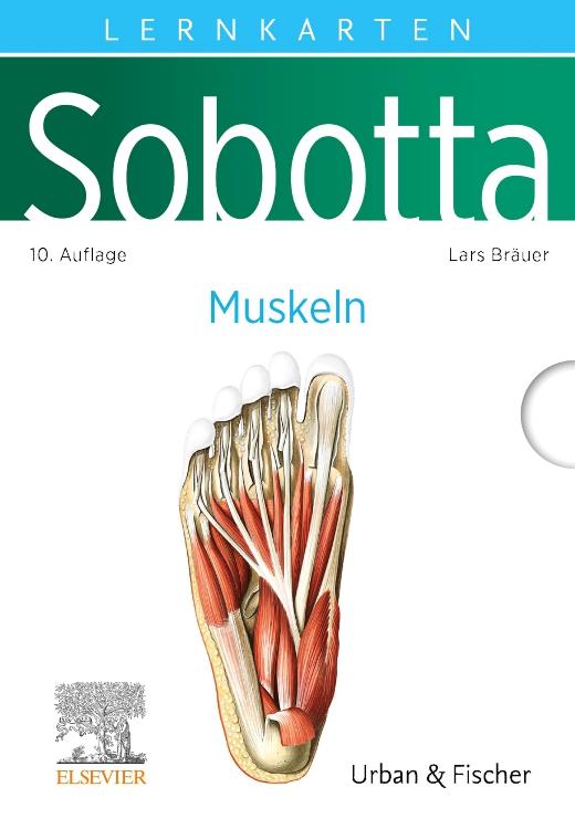 Sobotta Lernkarten Muskeln