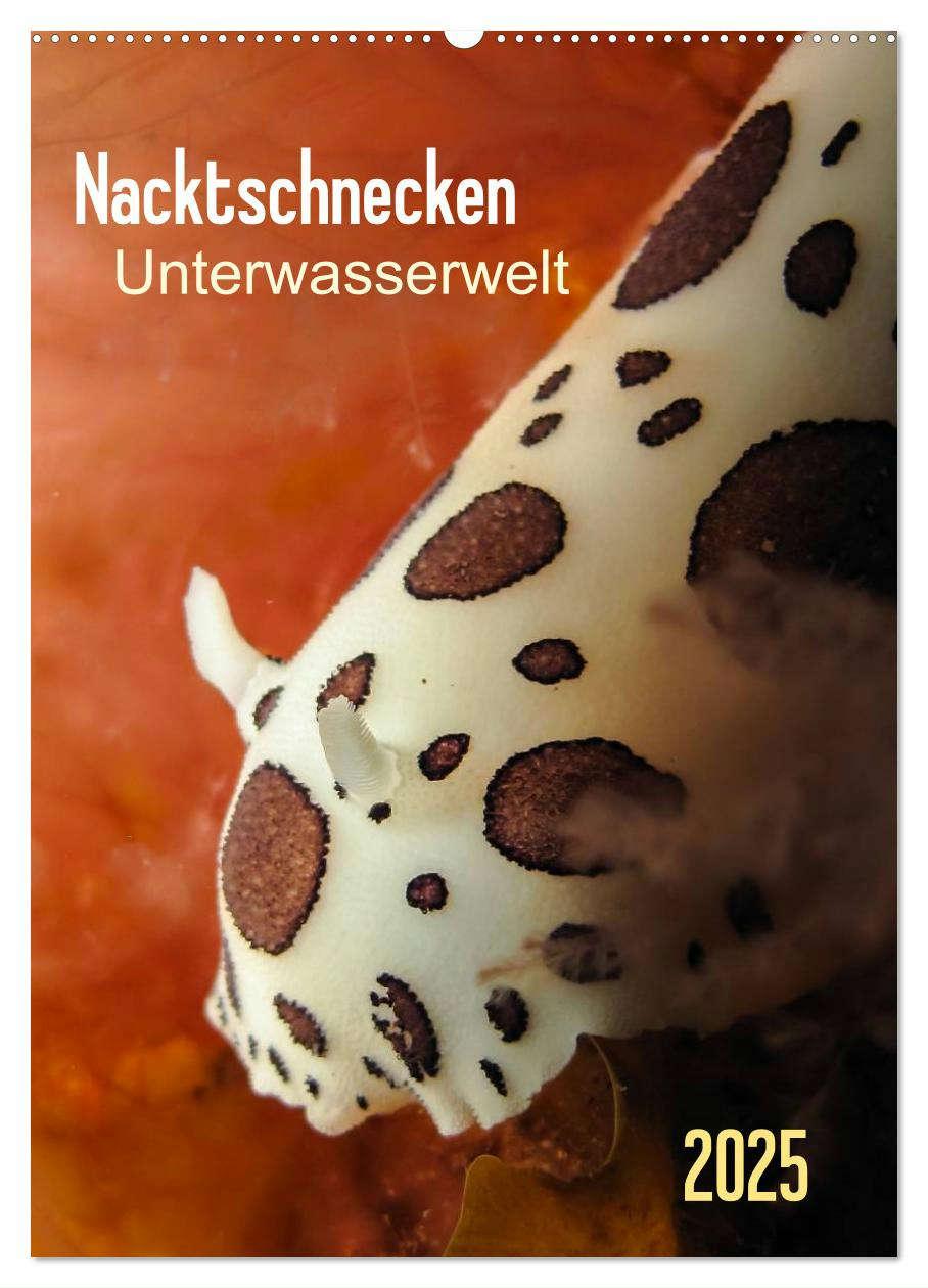 Nacktschnecken - Unterwasserwelt 2025 (Wandkalender 2025 DIN A2 hoch), CALVENDO Monatskalender