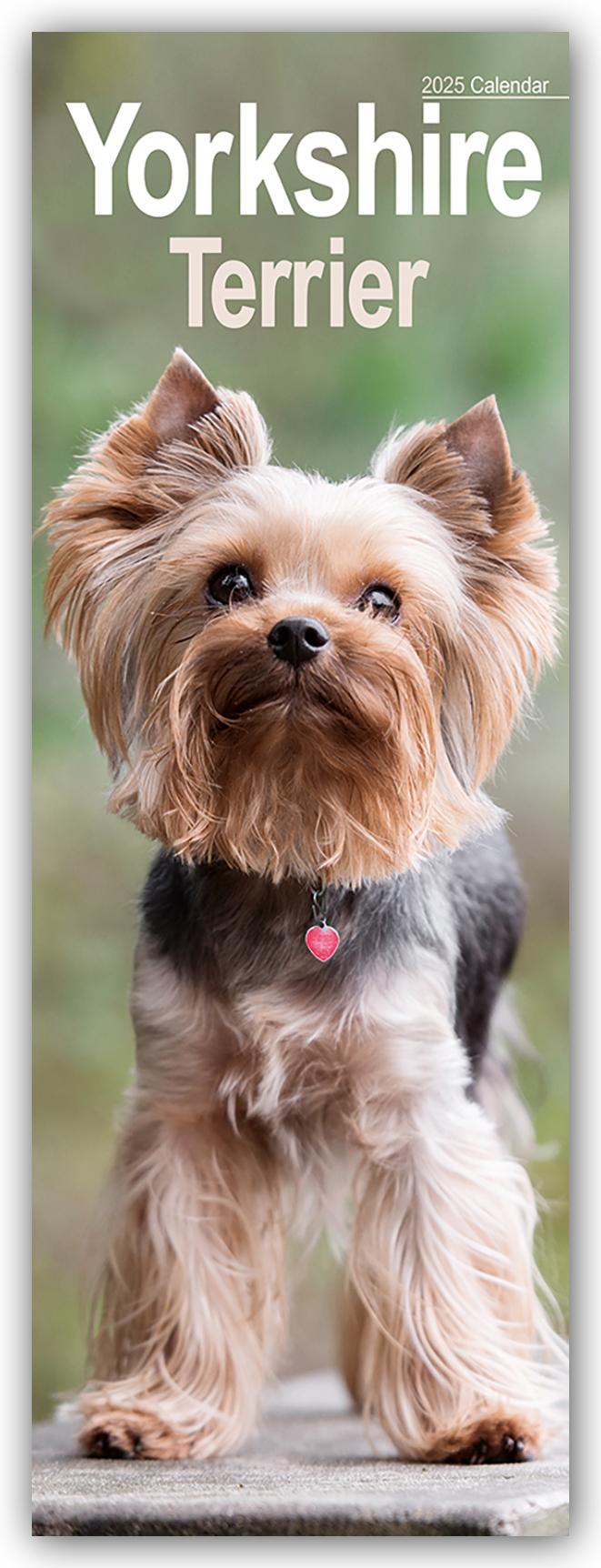 Yorkshire Terrier - Yorkies 2025