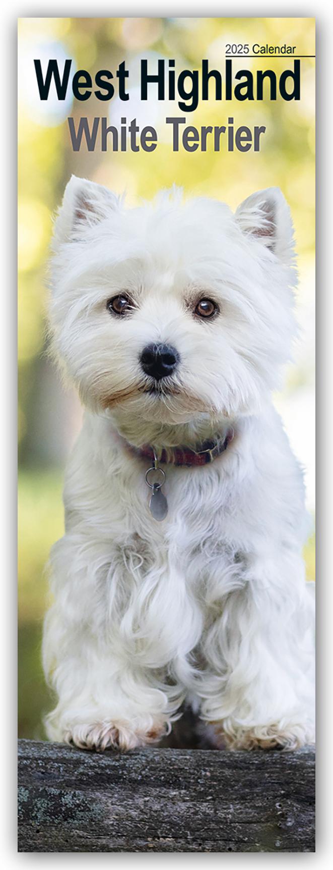 West Highland White Terrier - Westies 2025