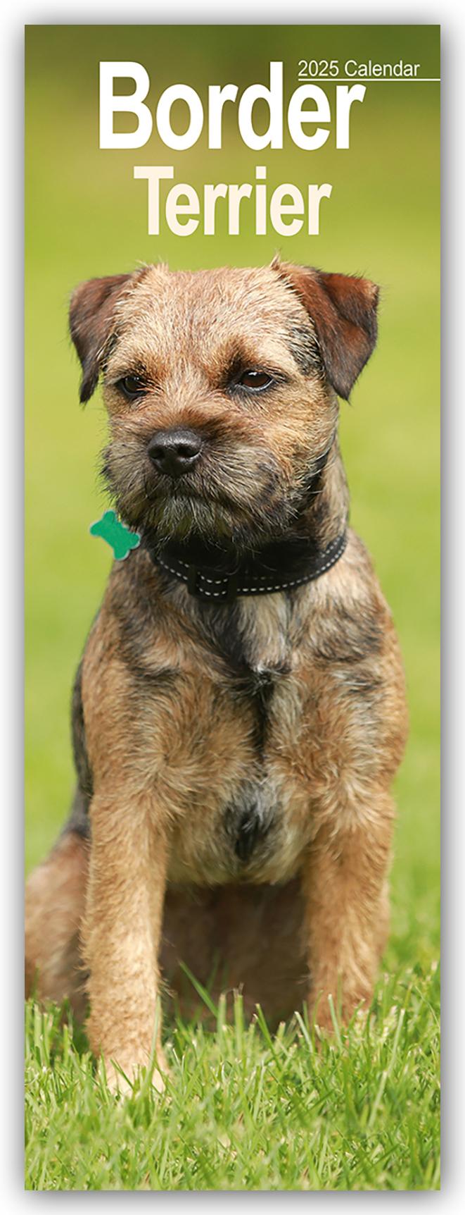 Border Terrier 2025