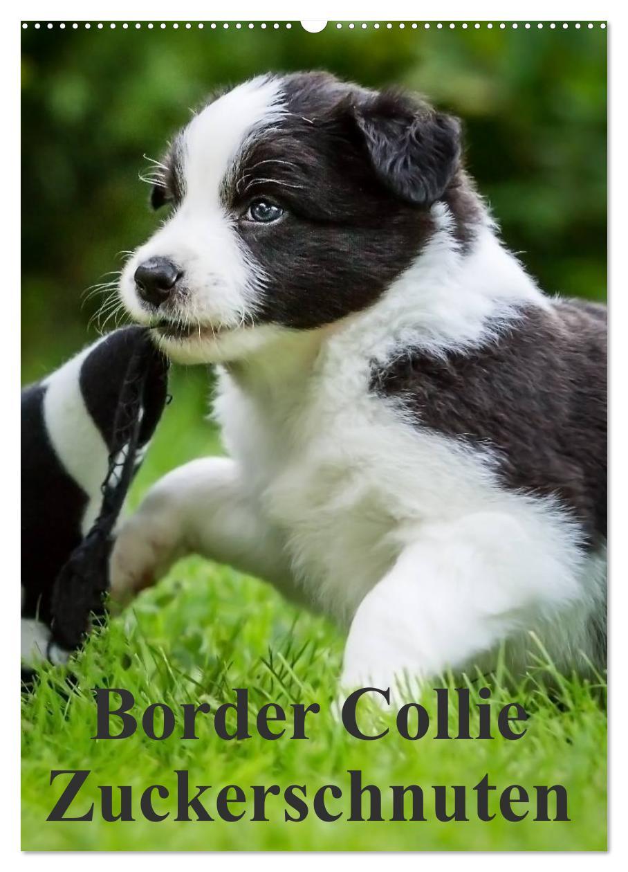 Border Collie Zuckerschnuten (Wandkalender 2025 DIN A2 hoch), CALVENDO Monatskalender