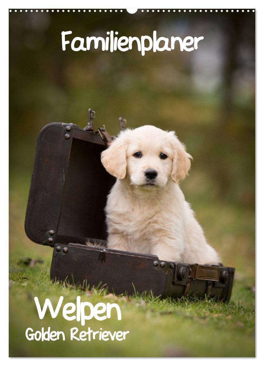 Familienplaner: Golden Retriever Welpen (Wandkalender 2025 DIN A2 hoch), CALVENDO Monatskalender