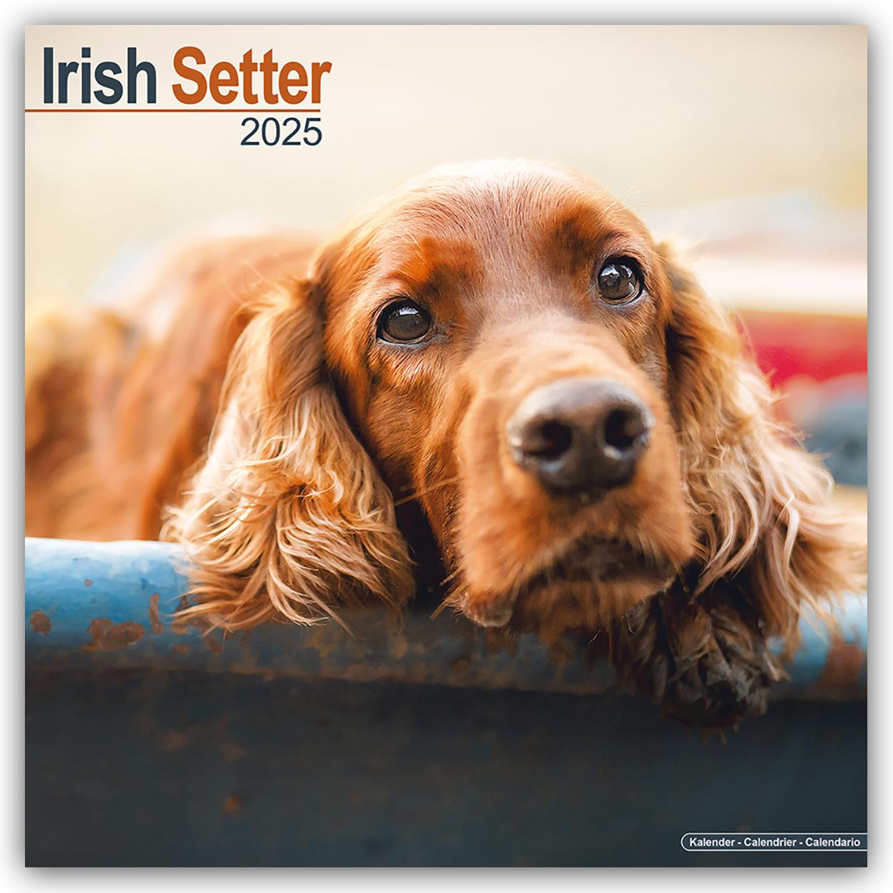 Irish Setter - Irish Setter 2025 - 16-Monatskalender