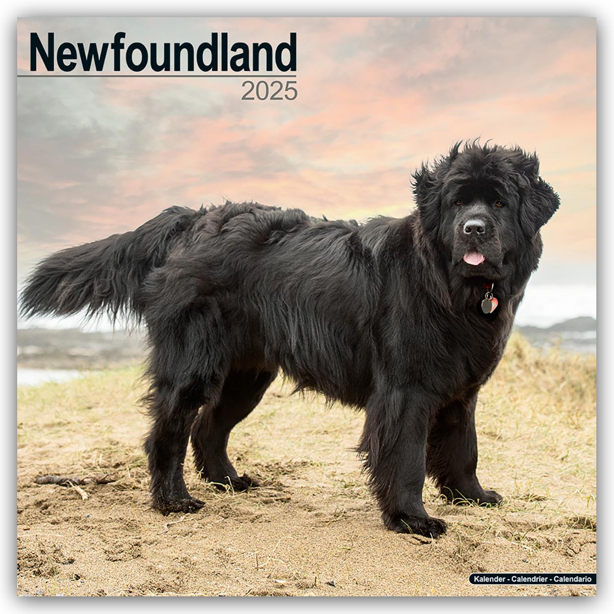 Newfoundland - Neufundländer 2025 - 16-Monatskalender