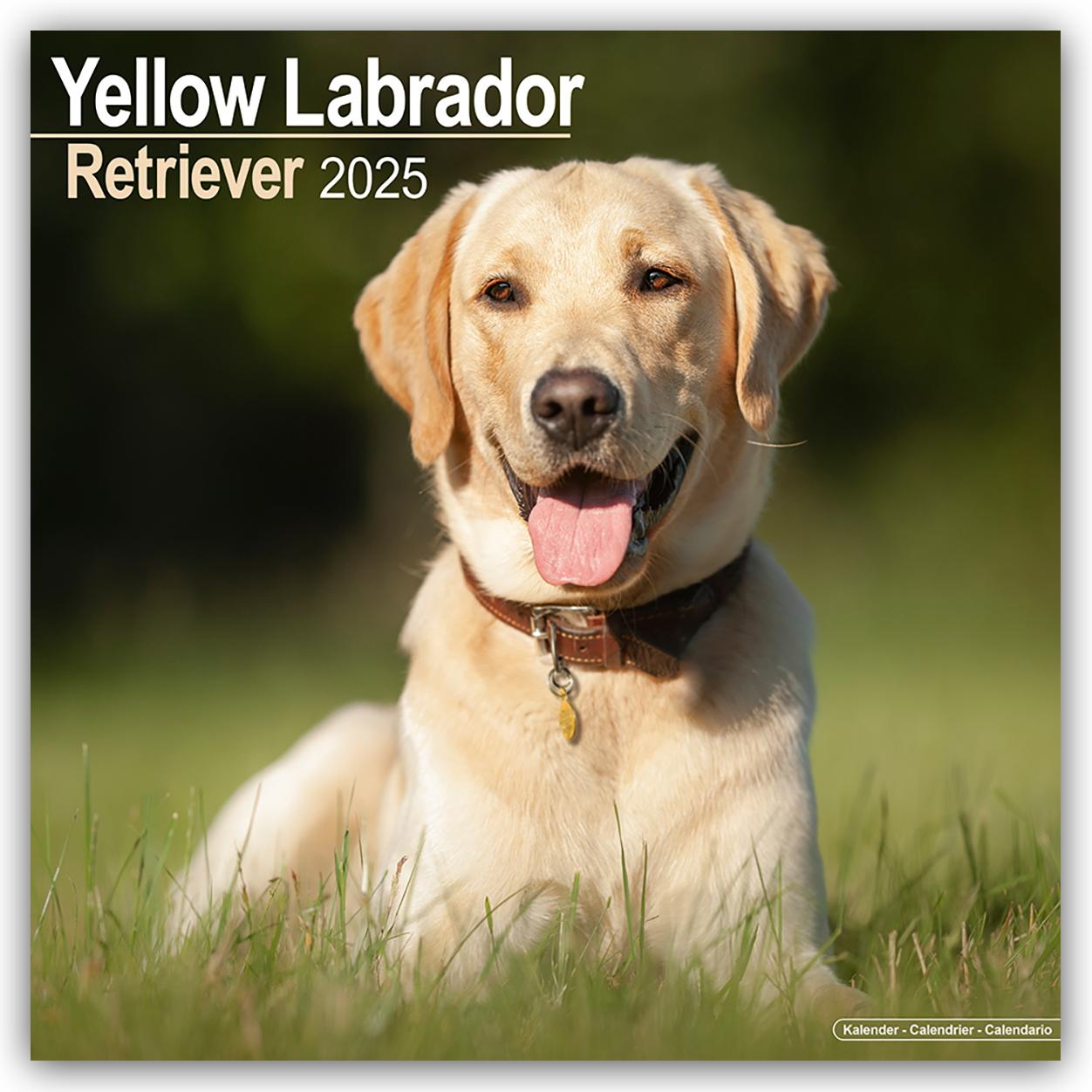 Yellow Labrador Retriever - Gelber Labrador 2025 - 16-Monatskalender