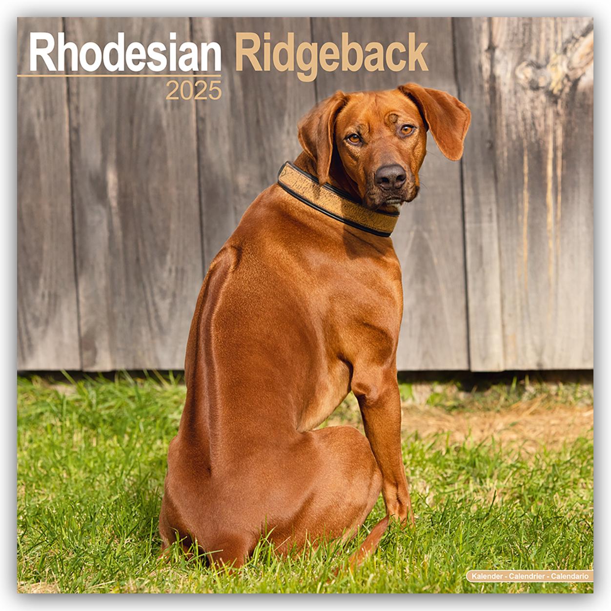 Rhodesian Ridgeback - Afrikanischer Löwenhund 2025 - 16-Monatskalender