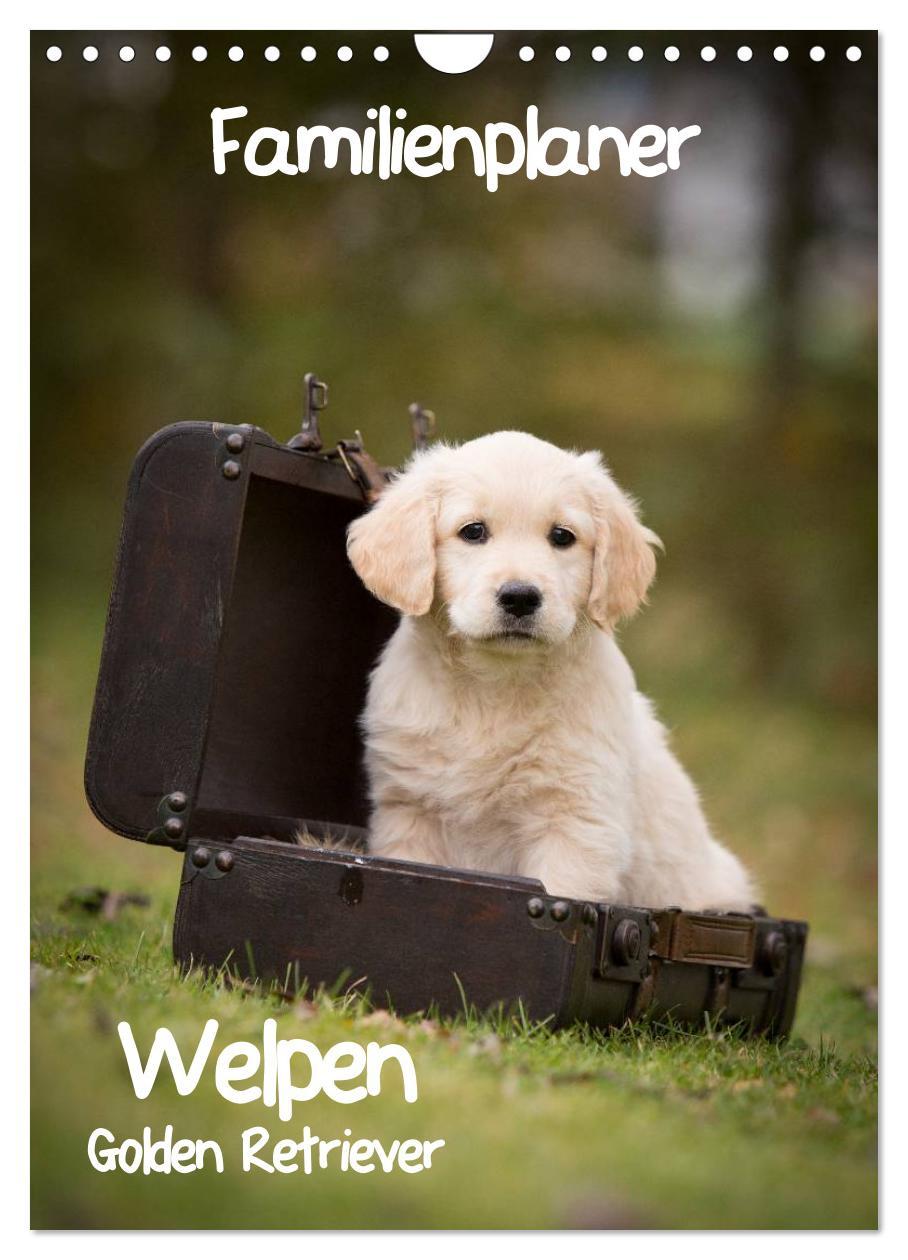 Familienplaner: Golden Retriever Welpen (Wandkalender 2025 DIN A4 hoch), CALVENDO Monatskalender