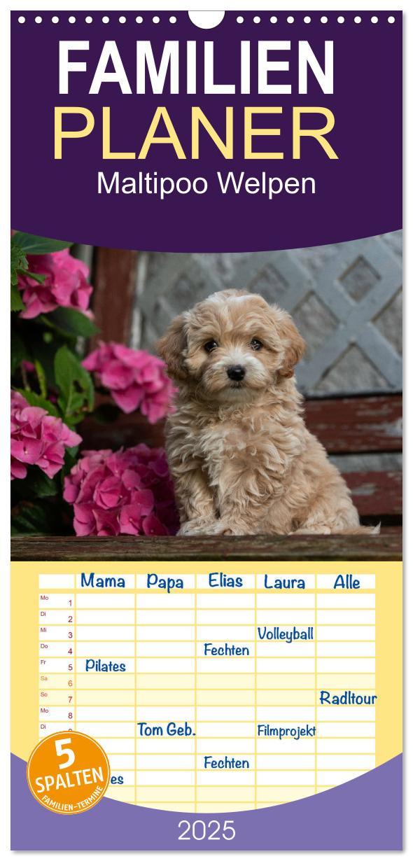 Familienplaner 2025 - Maltipoo Welpen mit 5 Spalten (Wandkalender, 21 x 45 cm) CALVENDO