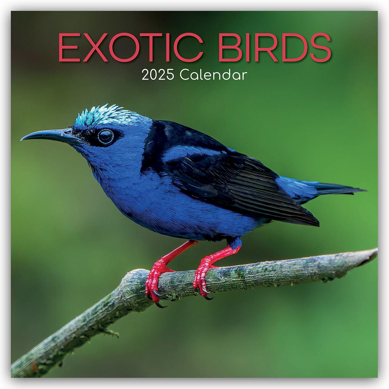 Exotic Birds - Exotische Vögel 2025 - 16-Monatskalender