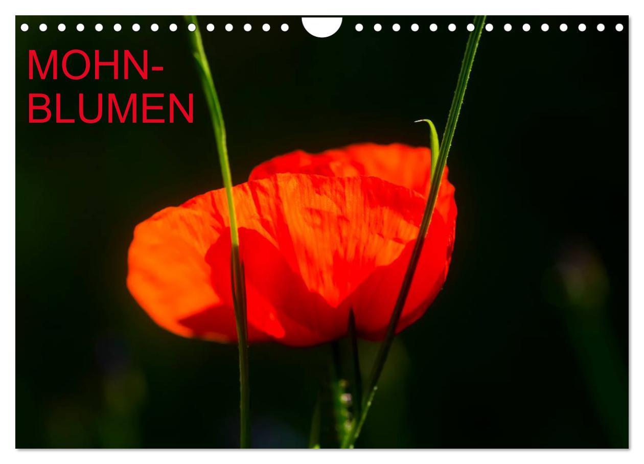 Mohnblumen (Wandkalender 2025 DIN A4 quer), CALVENDO Monatskalender