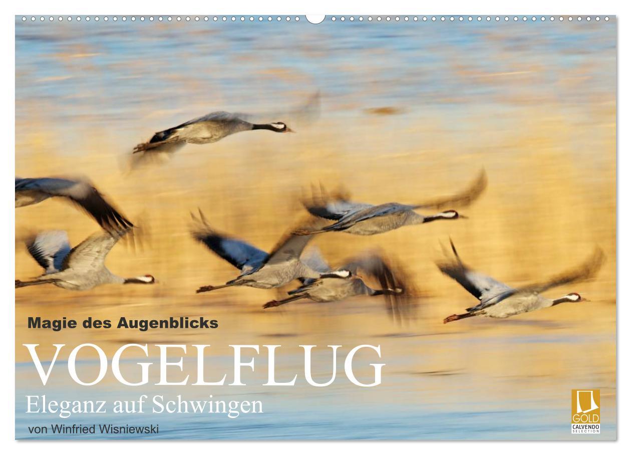 Magie des Augenblicks - Vogelflug - Eleganz auf Schwingen (Wandkalender 2025 DIN A2 quer), CALVENDO Monatskalender