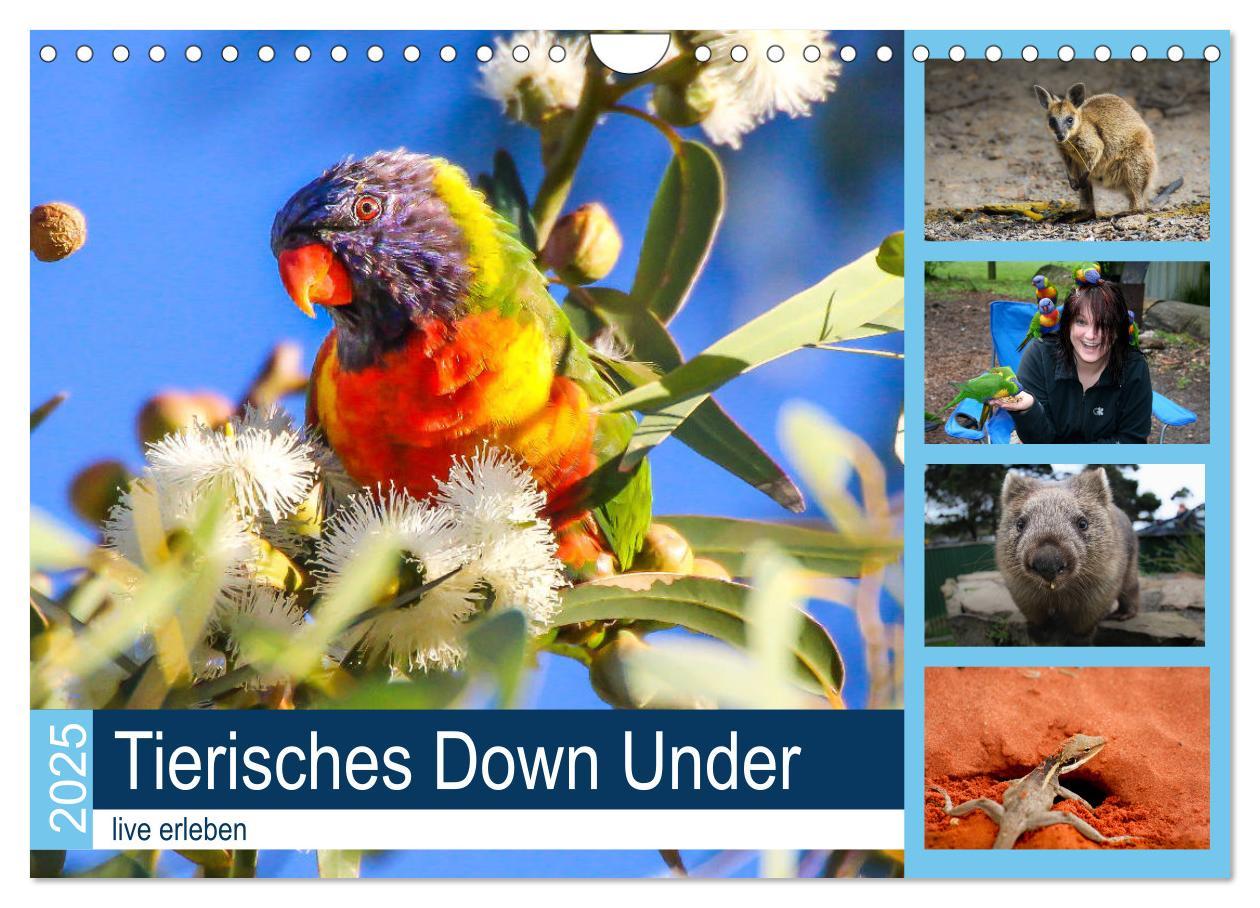 Tierisches Down Under - live erleben (Wandkalender 2025 DIN A4 quer), CALVENDO Monatskalender