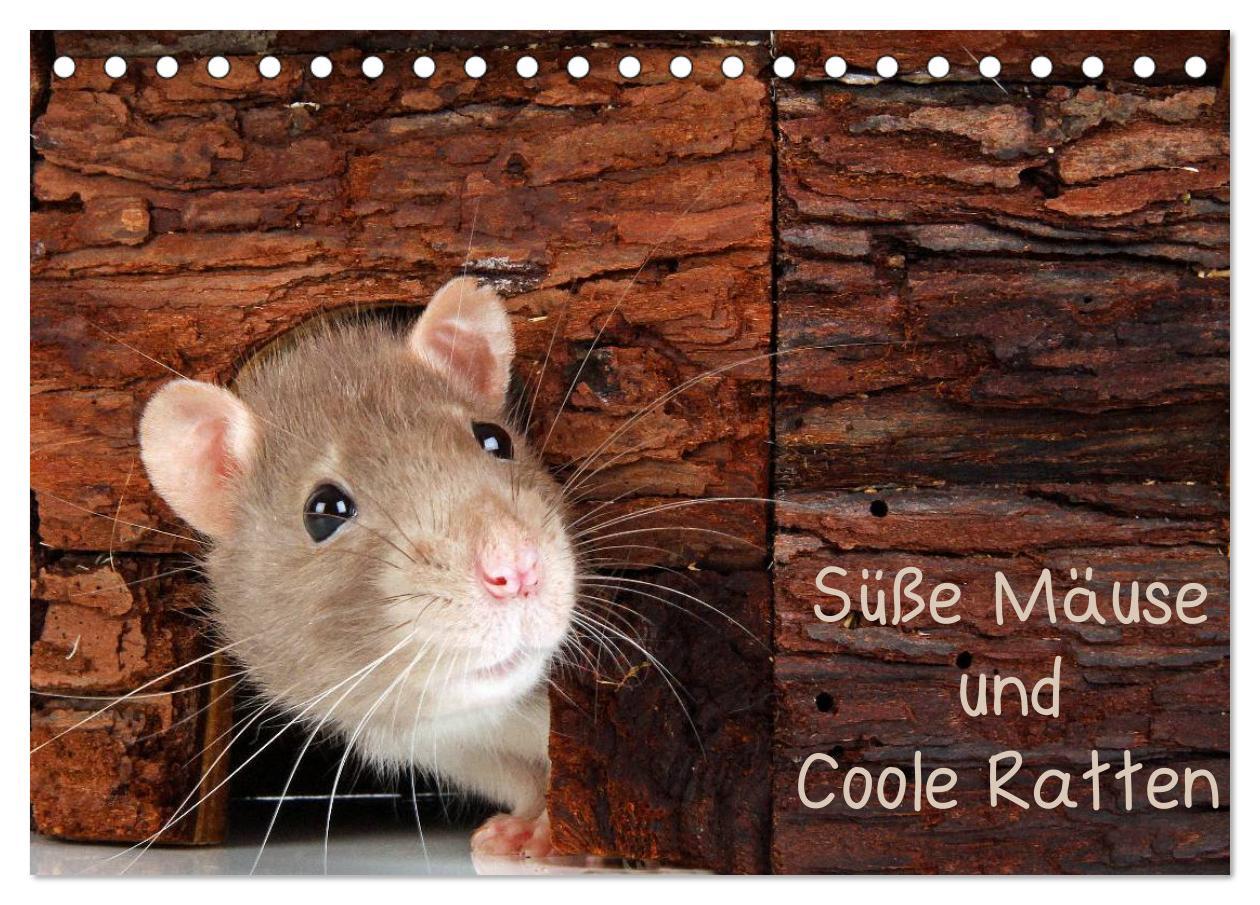 Süße Mäuse und Coole Ratten / CH-Version (Tischkalender 2025 DIN A5 quer), CALVENDO Monatskalender