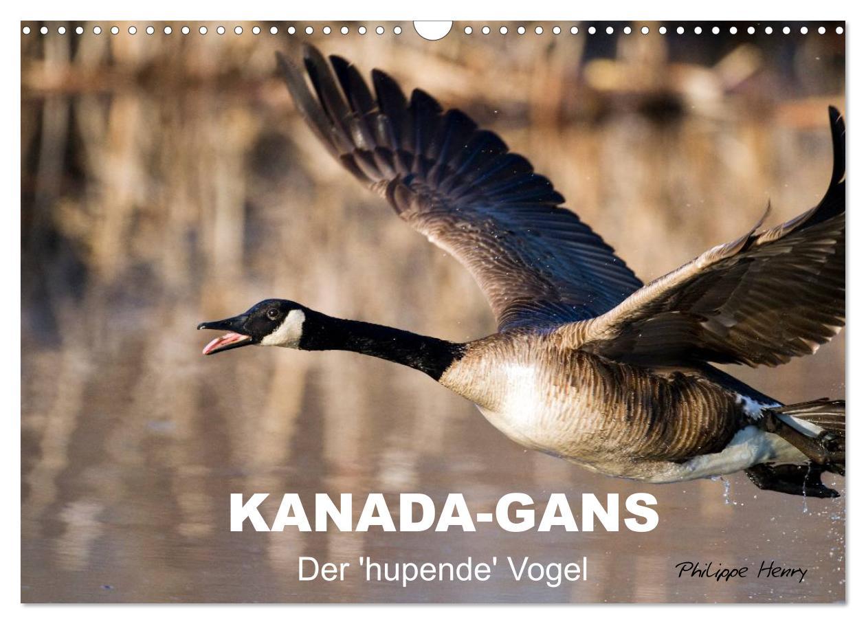 KANADA-GANS - Der 'hupende' Vogel (Wandkalender 2025 DIN A3 quer), CALVENDO Monatskalender