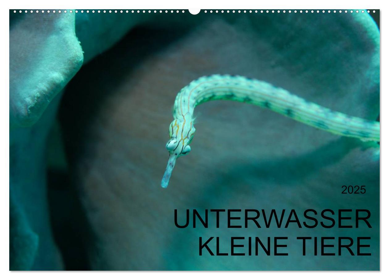 UNTERWASSER KLEINE TIERE (Wandkalender 2025 DIN A2 quer), CALVENDO Monatskalender