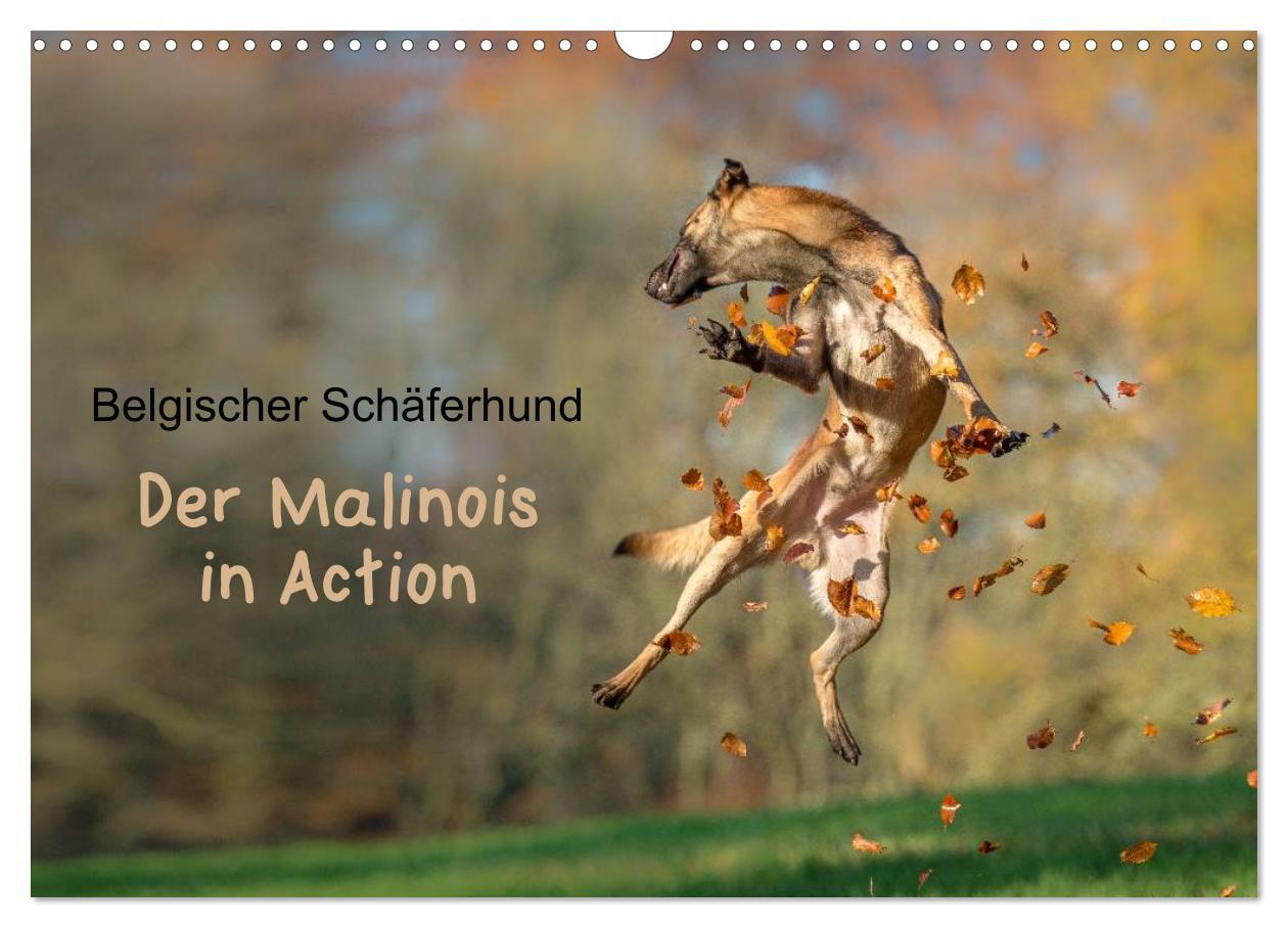 Belgischer Schäferhund - Der Malinois in Action (Wandkalender 2025 DIN A3 quer), CALVENDO Monatskalender