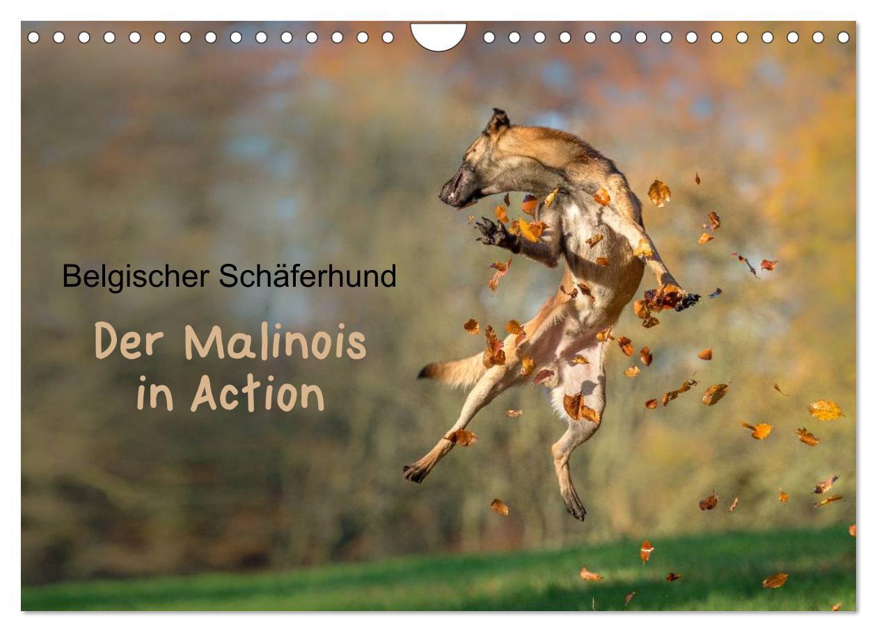 Belgischer Schäferhund - Der Malinois in Action (Wandkalender 2025 DIN A4 quer), CALVENDO Monatskalender