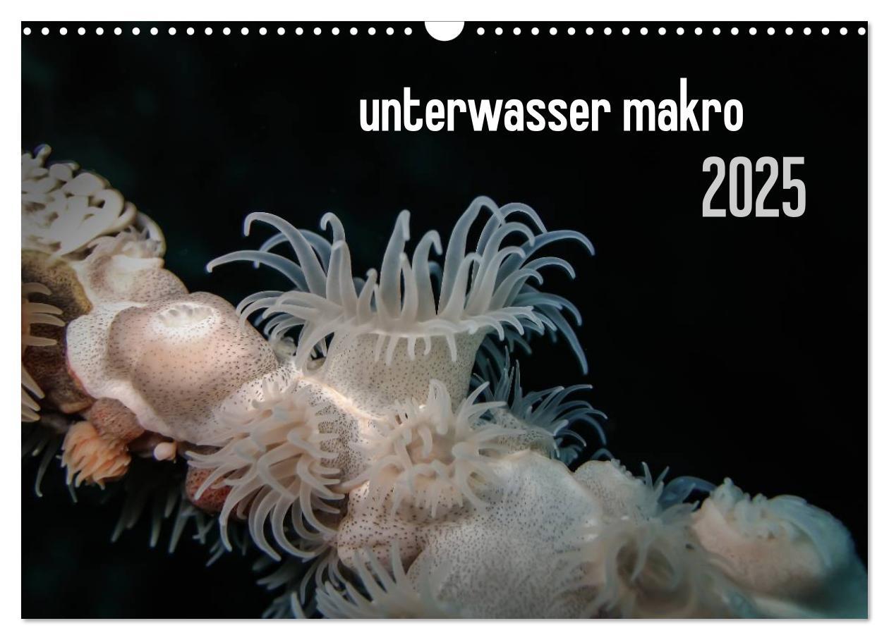 unterwasser makro 2025 (Wandkalender 2025 DIN A3 quer), CALVENDO Monatskalender