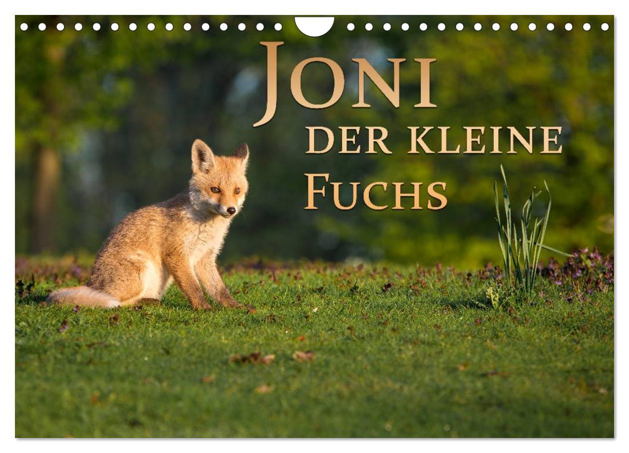 Joni, der kleine Fuchs (Wandkalender 2025 DIN A4 quer), CALVENDO Monatskalender