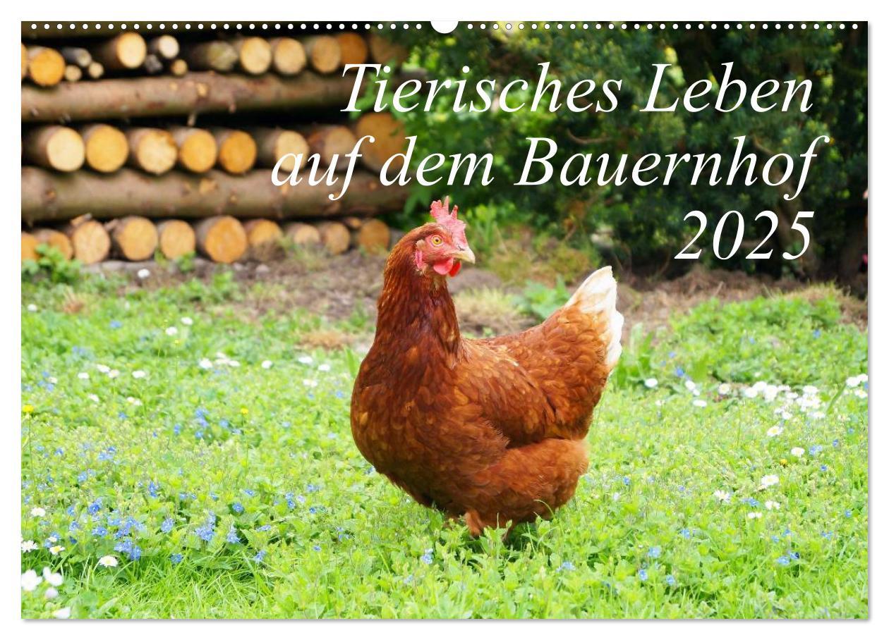 Tierisches Leben auf dem Bauernhof 2025 (Wandkalender 2025 DIN A2 quer), CALVENDO Monatskalender