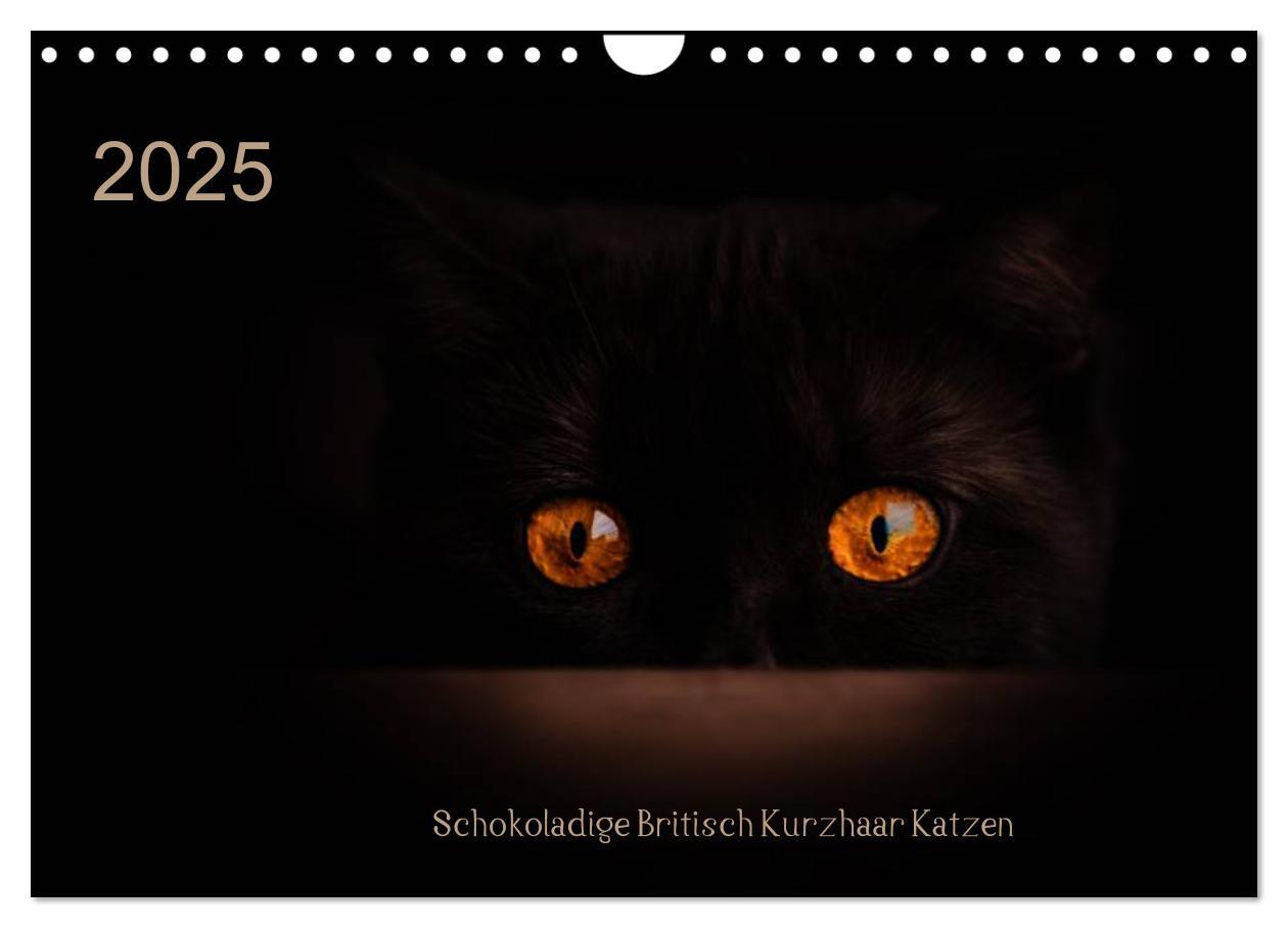 Schokoladige Britisch Kurzhaar Katzen (Wandkalender 2025 DIN A4 quer), CALVENDO Monatskalender