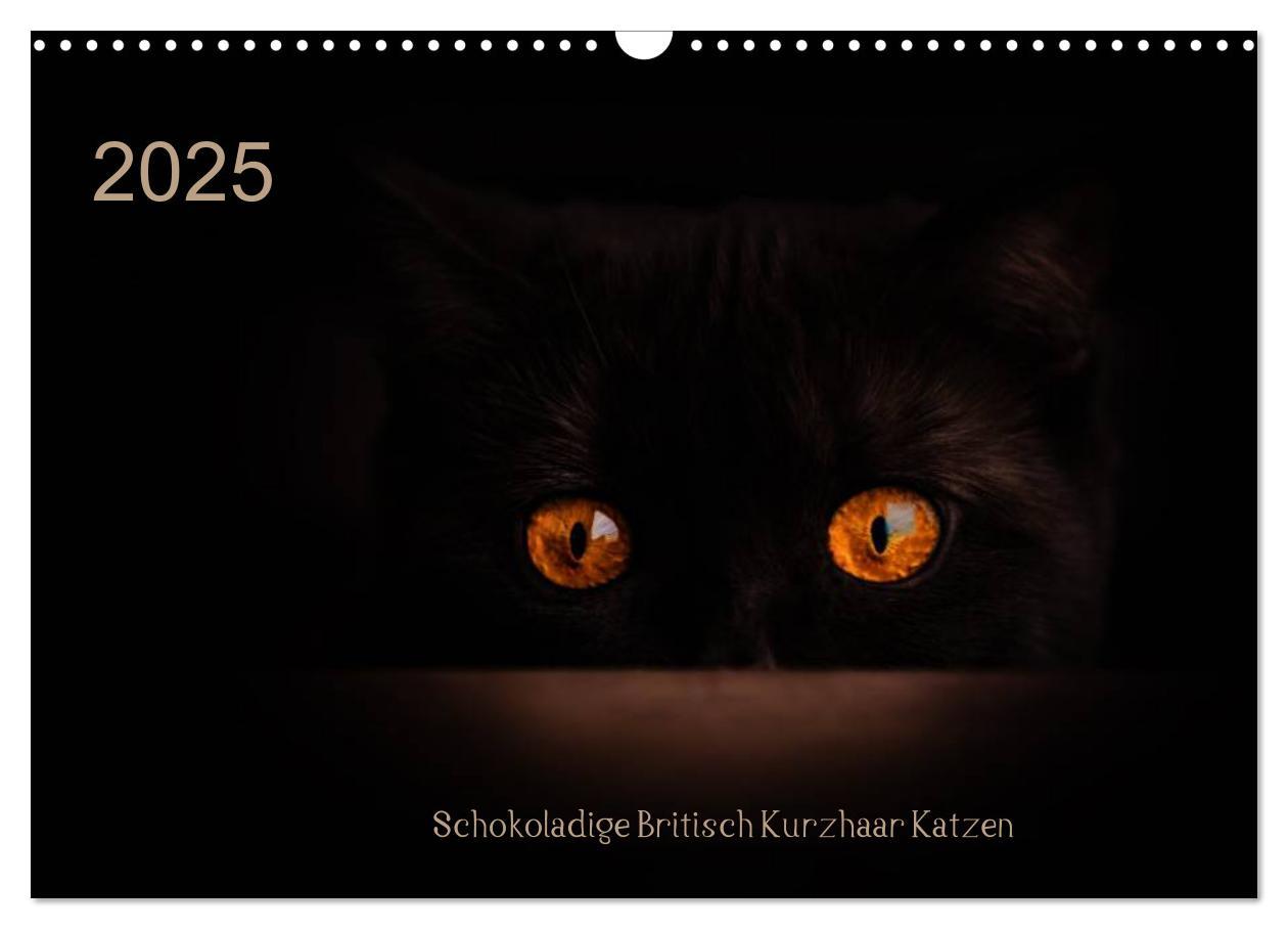 Schokoladige Britisch Kurzhaar Katzen (Wandkalender 2025 DIN A3 quer), CALVENDO Monatskalender