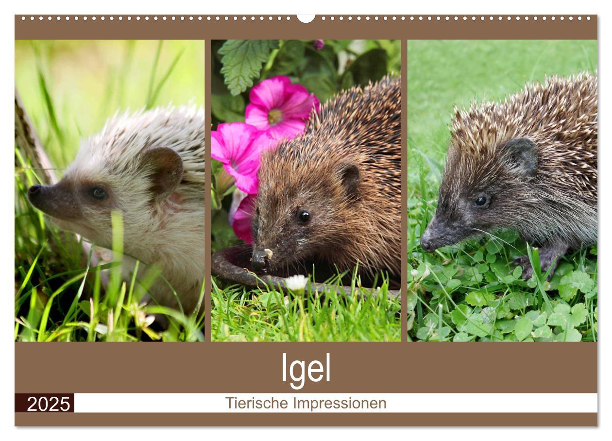 Igel 2025. Tierische Impressionen (Wandkalender 2025 DIN A2 quer), CALVENDO Monatskalender