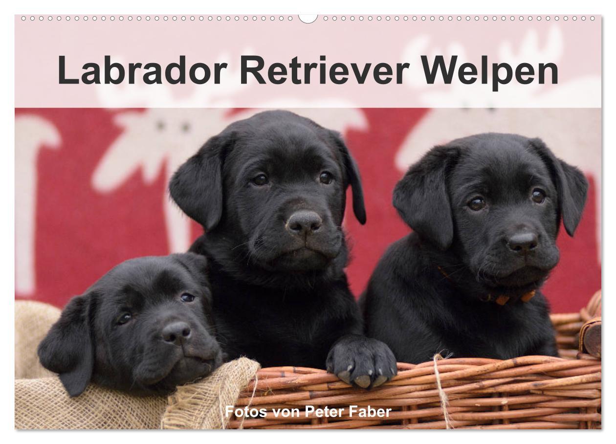 Labrador Retriever Welpen (Wandkalender 2025 DIN A2 quer), CALVENDO Monatskalender