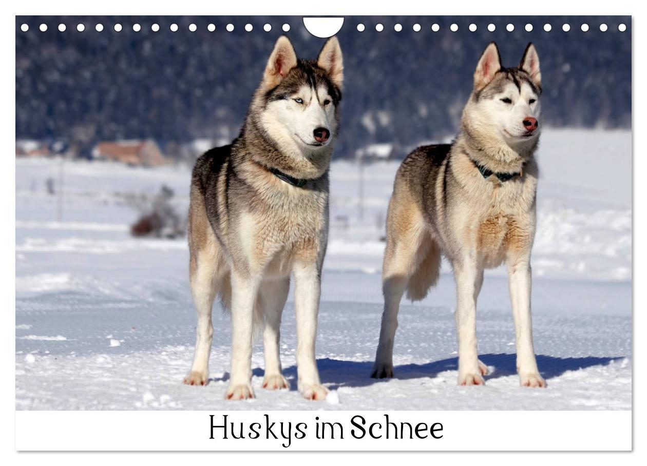 Huskys im Schnee (Wandkalender 2025 DIN A4 quer), CALVENDO Monatskalender