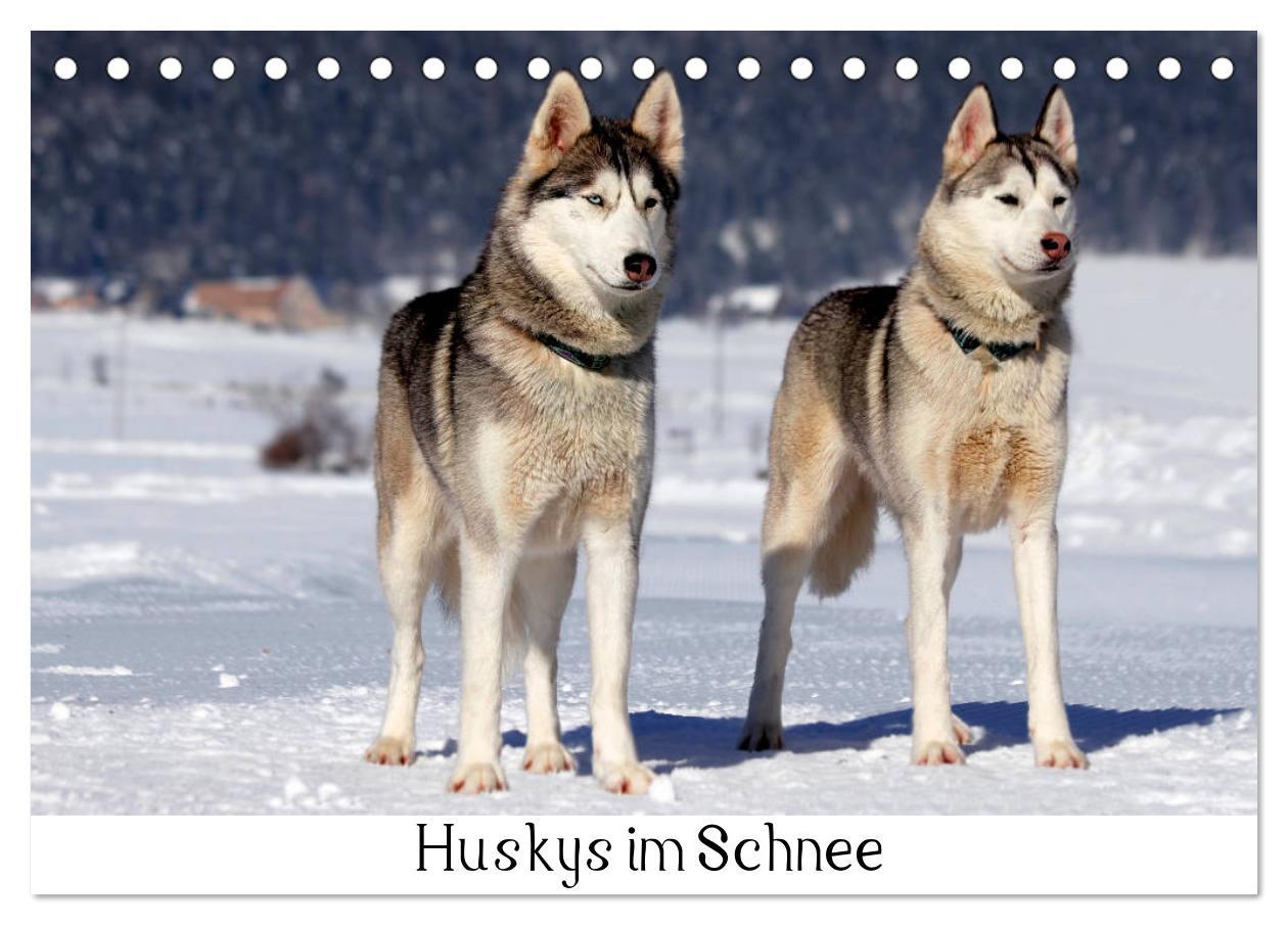 Huskys im Schnee (Tischkalender 2025 DIN A5 quer), CALVENDO Monatskalender