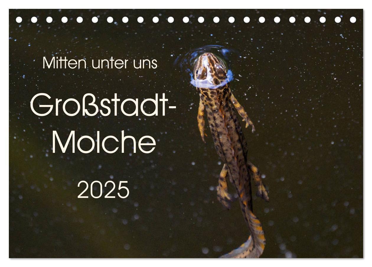 Mitten unter uns - Großstadt-Molche (Tischkalender 2025 DIN A5 quer), CALVENDO Monatskalender