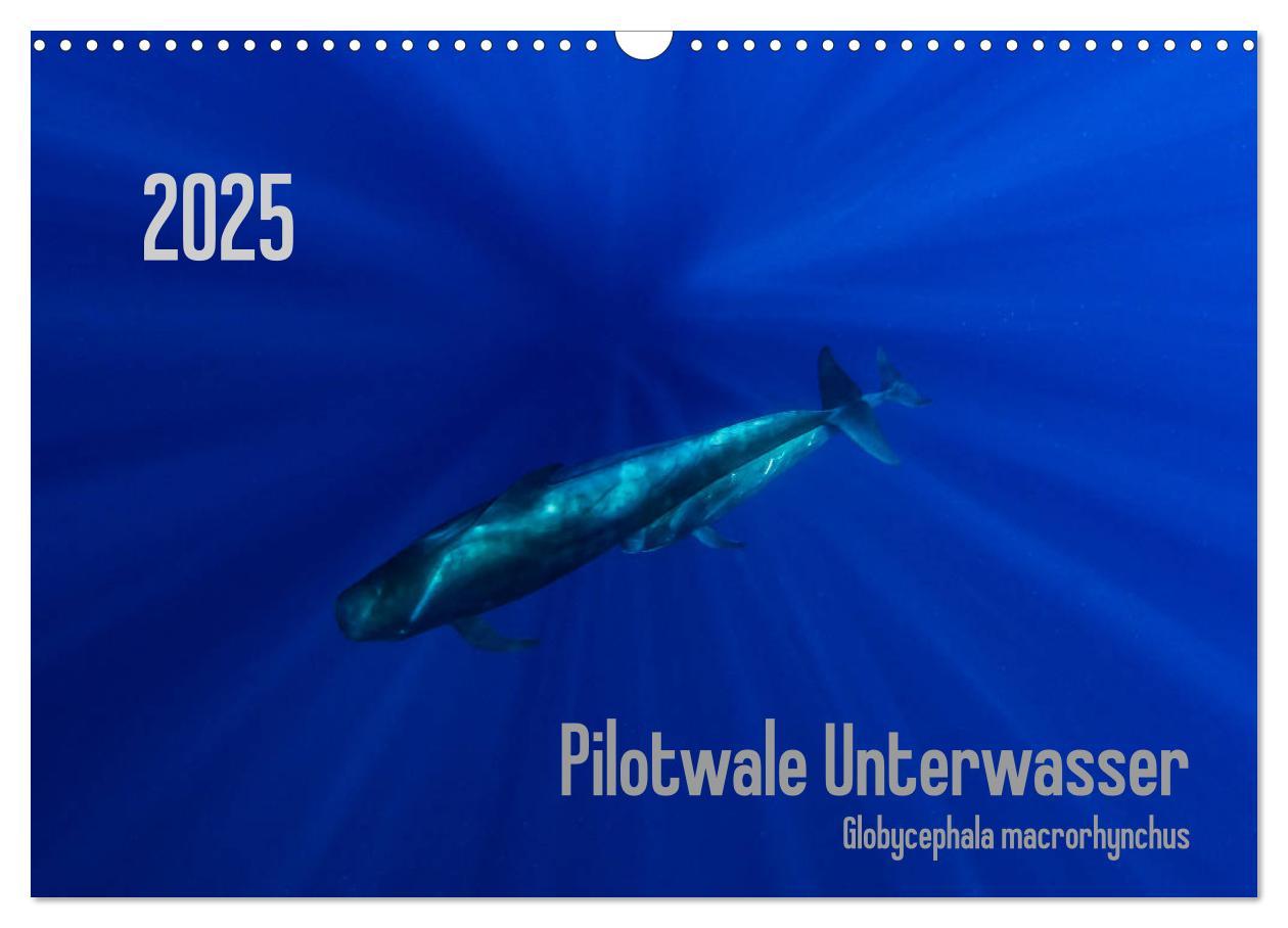 Pilotwale Unterwasser - Globicephala macrorhynchus (Wandkalender 2025 DIN A3 quer), CALVENDO Monatskalender