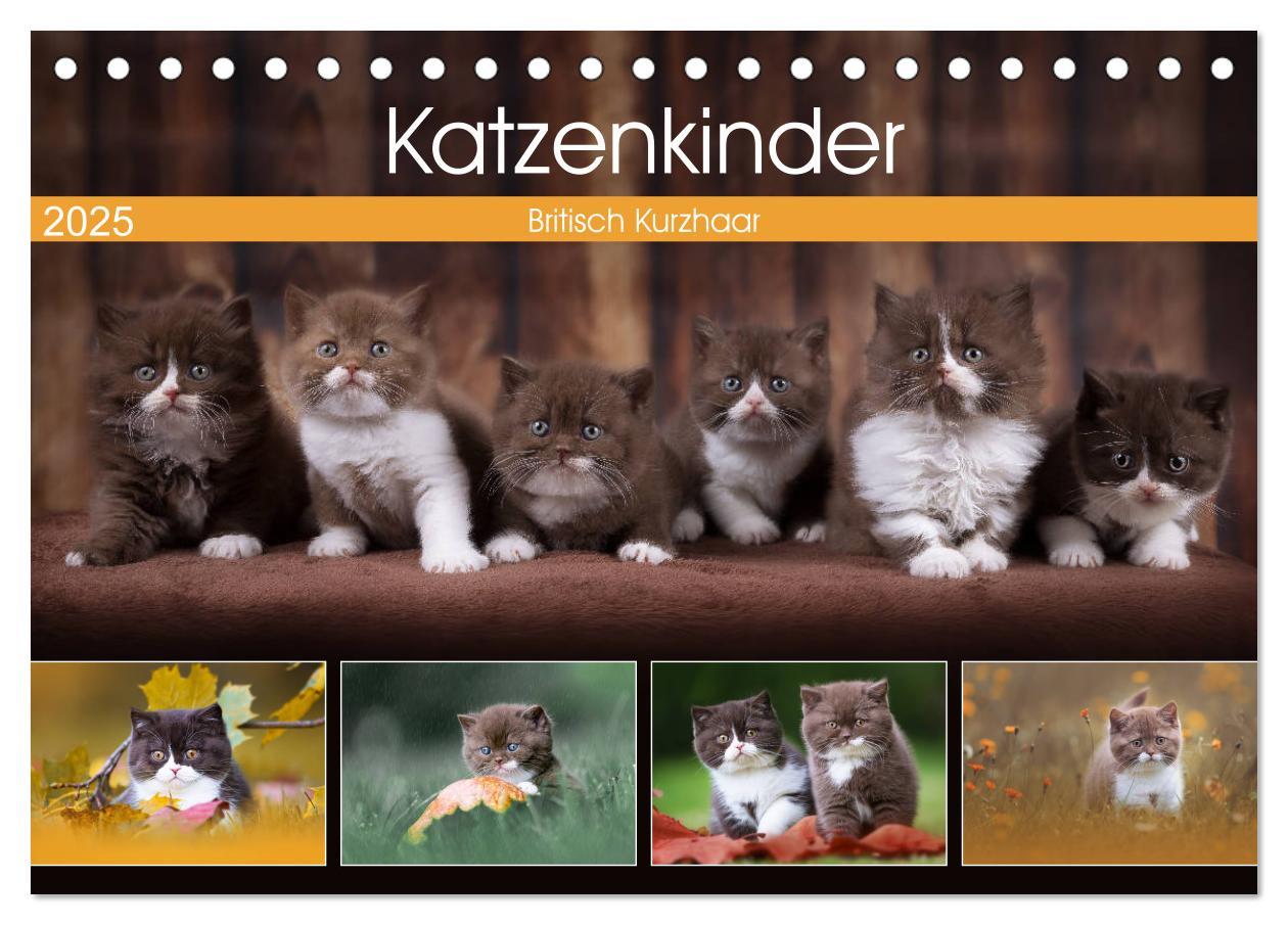 Katzenkinder - Britisch Kurzhaar (Tischkalender 2025 DIN A5 quer), CALVENDO Monatskalender