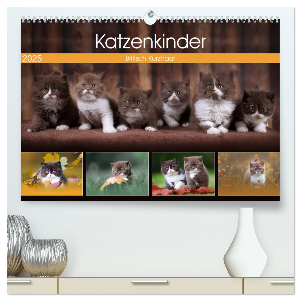 Katzenkinder - Britisch Kurzhaar (hochwertiger Premium Wandkalender 2025 DIN A2 quer), Kunstdruck in Hochglanz