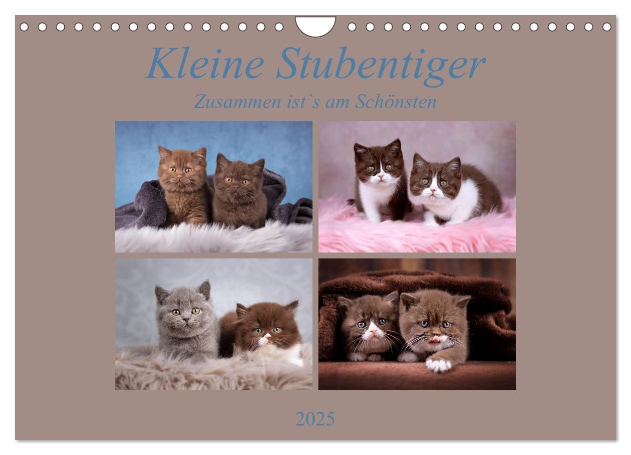 Kleine Stubenstiger (Wandkalender 2025 DIN A4 quer), CALVENDO Monatskalender