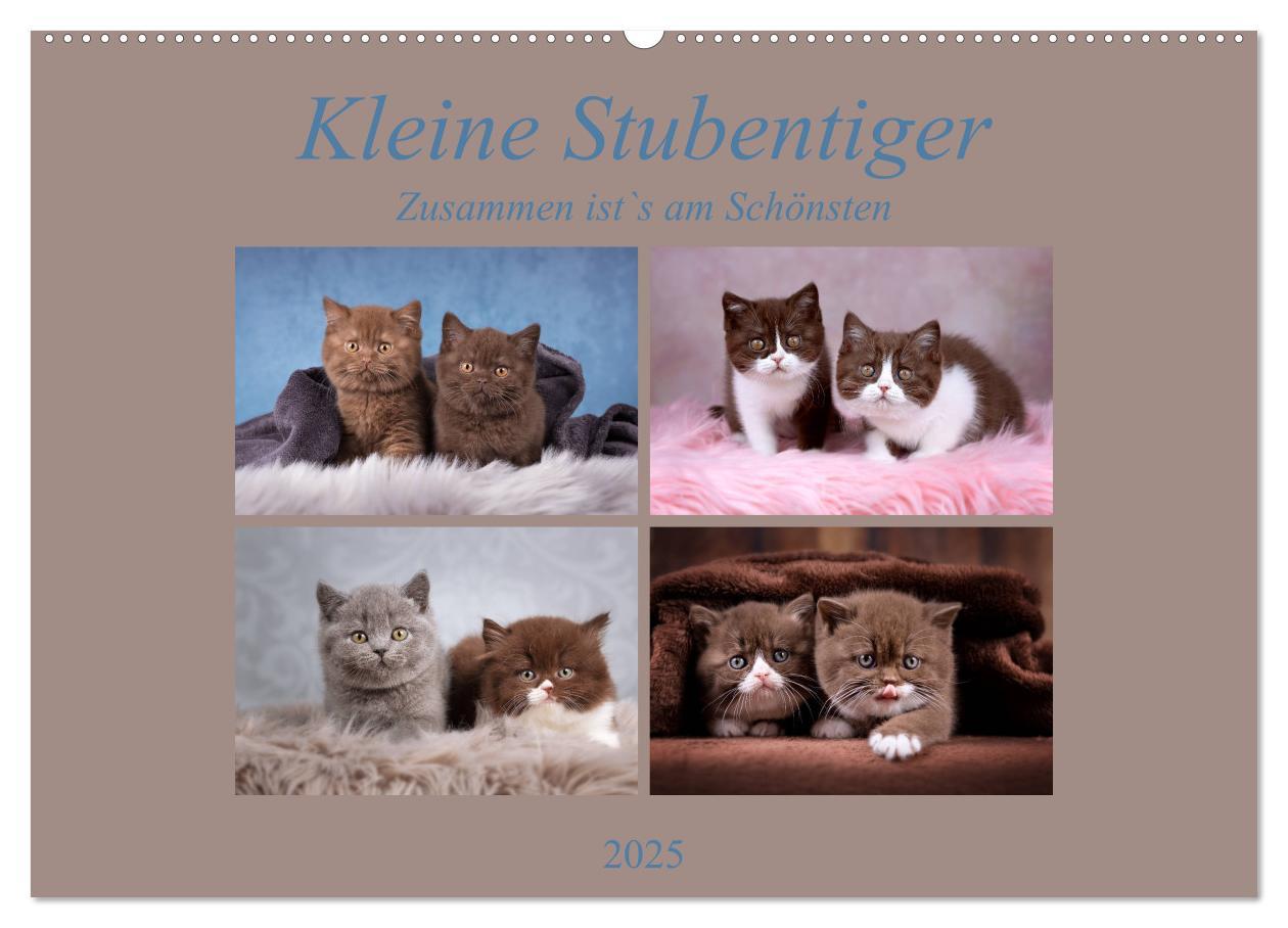 Kleine Stubenstiger (Wandkalender 2025 DIN A2 quer), CALVENDO Monatskalender