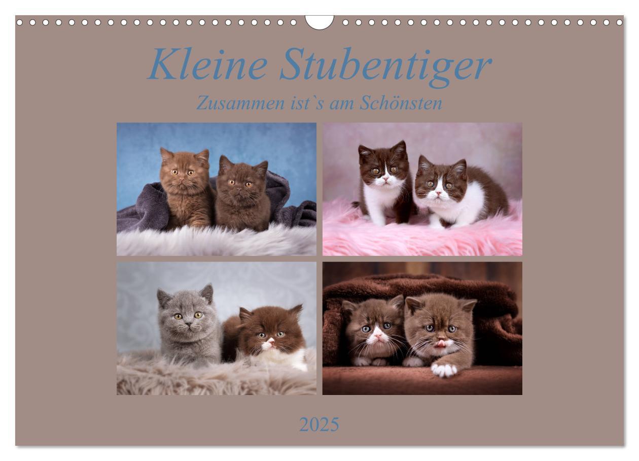 Kleine Stubenstiger (Wandkalender 2025 DIN A3 quer), CALVENDO Monatskalender