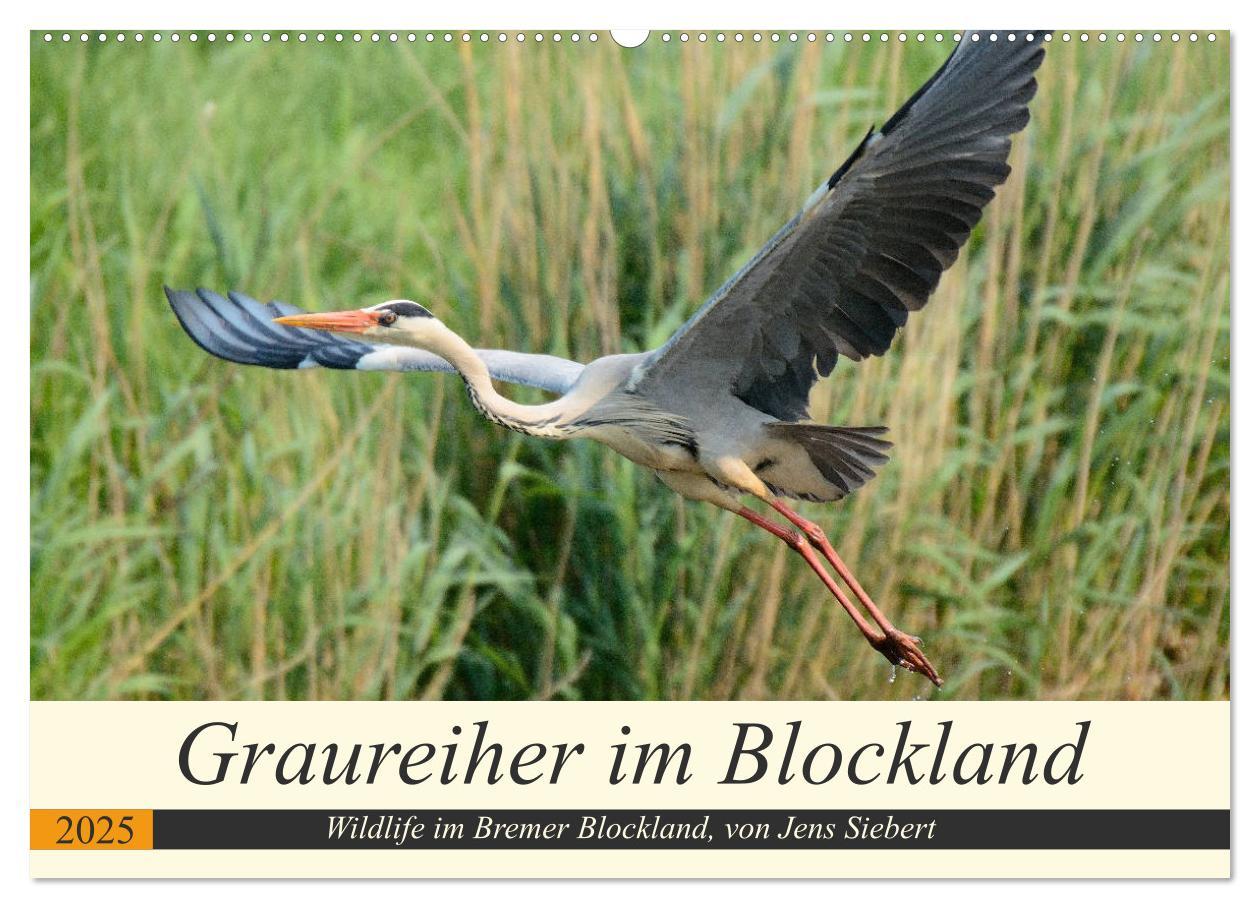 Graureiher im Blockland (Wandkalender 2025 DIN A2 quer), CALVENDO Monatskalender