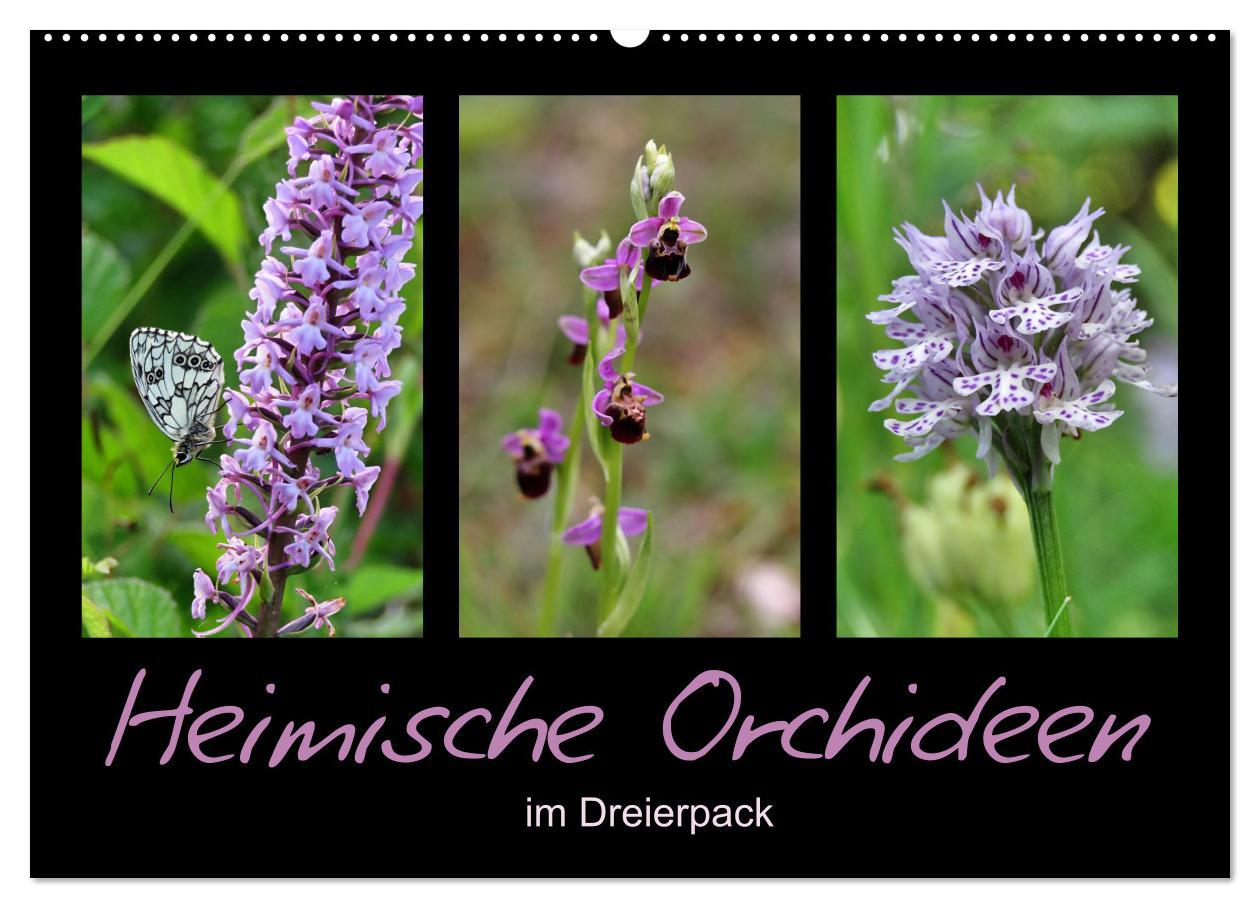 Heimische Orchideen im Dreierpack (Wandkalender 2025 DIN A2 quer), CALVENDO Monatskalender