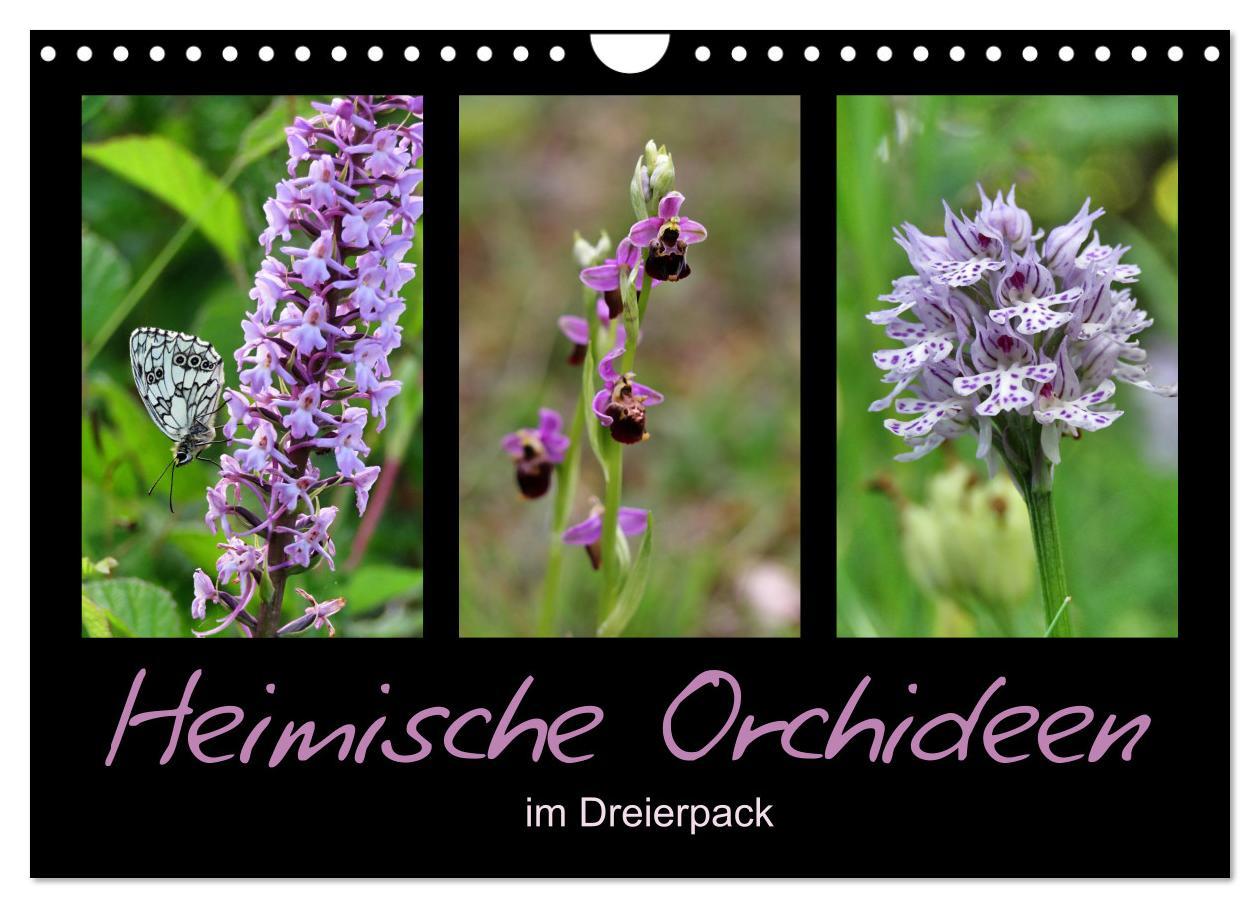 Heimische Orchideen im Dreierpack (Wandkalender 2025 DIN A4 quer), CALVENDO Monatskalender