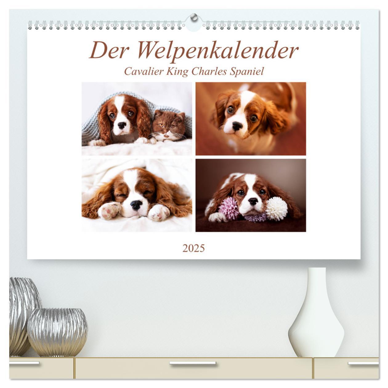 Der Welpenkalender - Cavalier King Charles Spaniel (hochwertiger Premium Wandkalender 2025 DIN A2 quer), Kunstdruck in Hochglanz