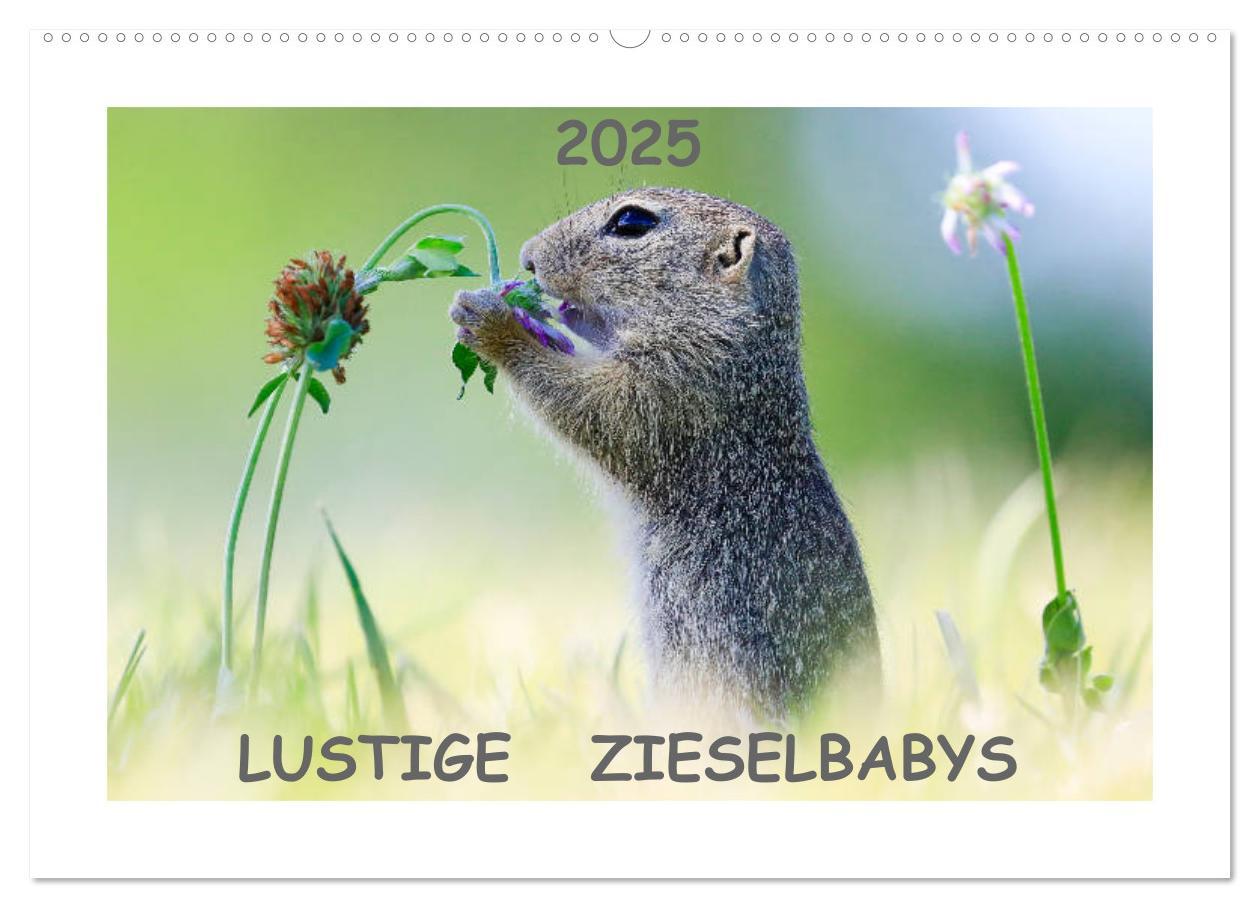 Lustige Zieselbabys (Wandkalender 2025 DIN A2 quer), CALVENDO Monatskalender