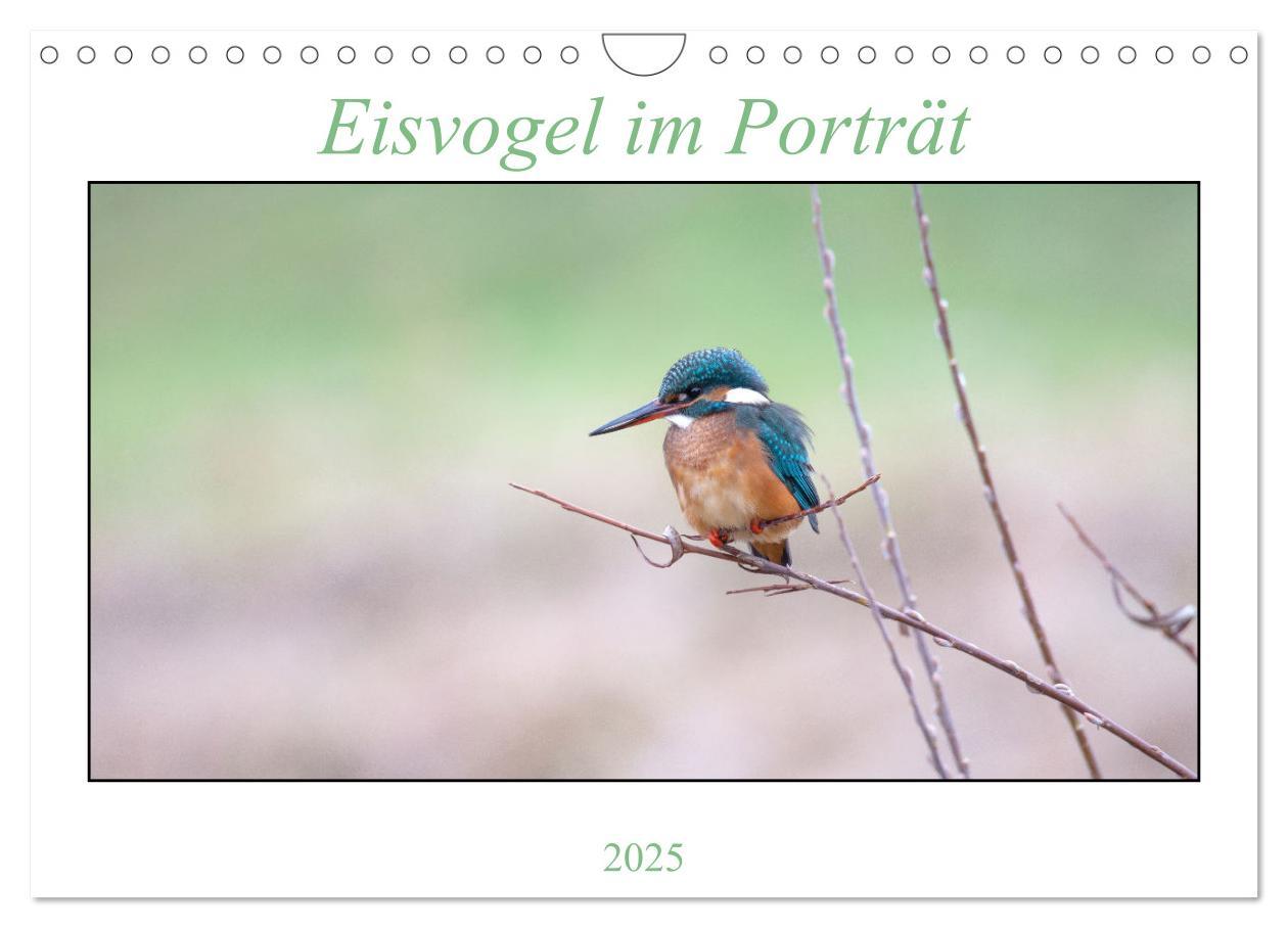 Eisvogel im Porträt (Wandkalender 2025 DIN A4 quer), CALVENDO Monatskalender