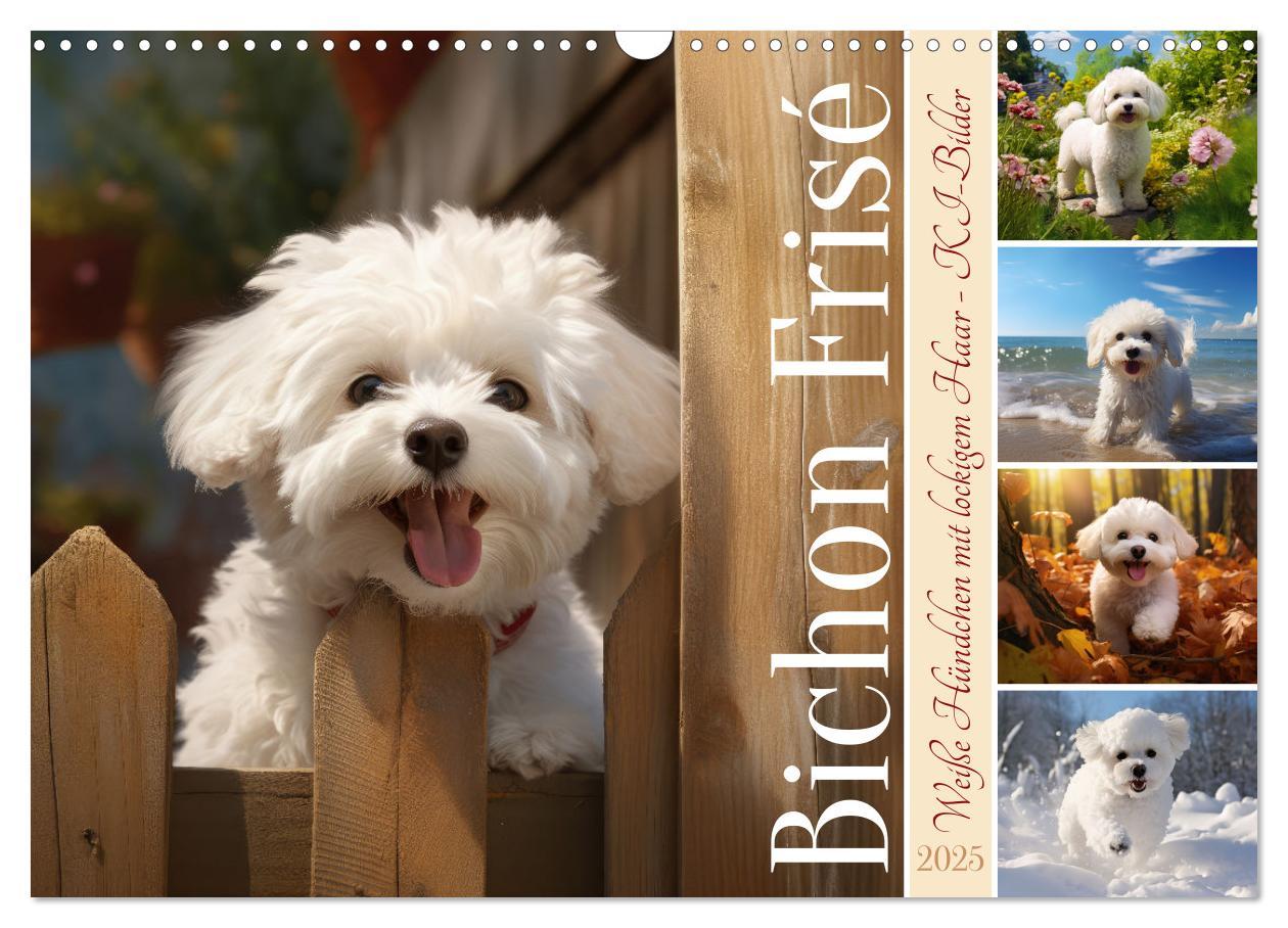 Bichon frisé, weiße Hündchen mit lockigem Haar (Wandkalender 2025 DIN A3 quer), CALVENDO Monatskalender