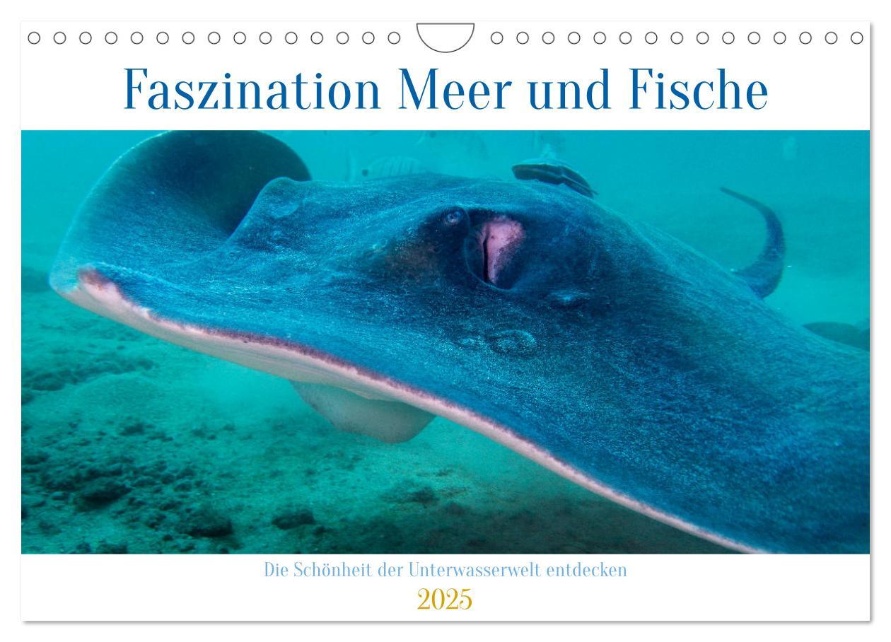 Faszination Meer und Fische (Wandkalender 2025 DIN A4 quer), CALVENDO Monatskalender