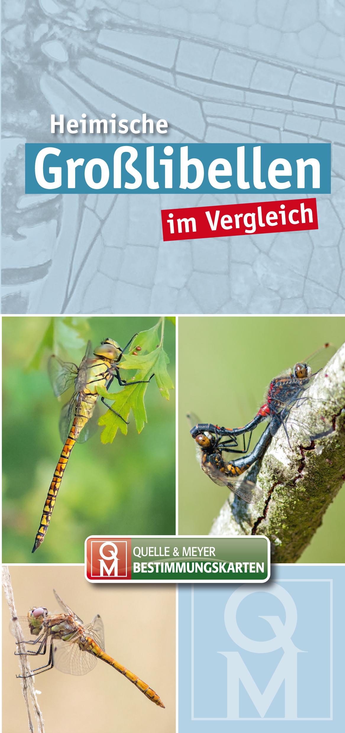 Heimische Großlibellen im Vergleich