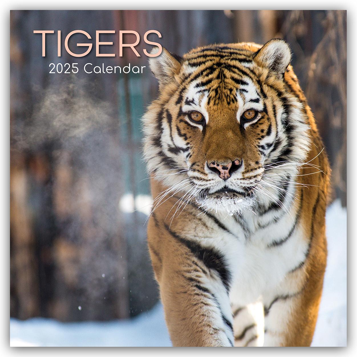 Tigers - Tiger 2025 - 16-Monatskalender