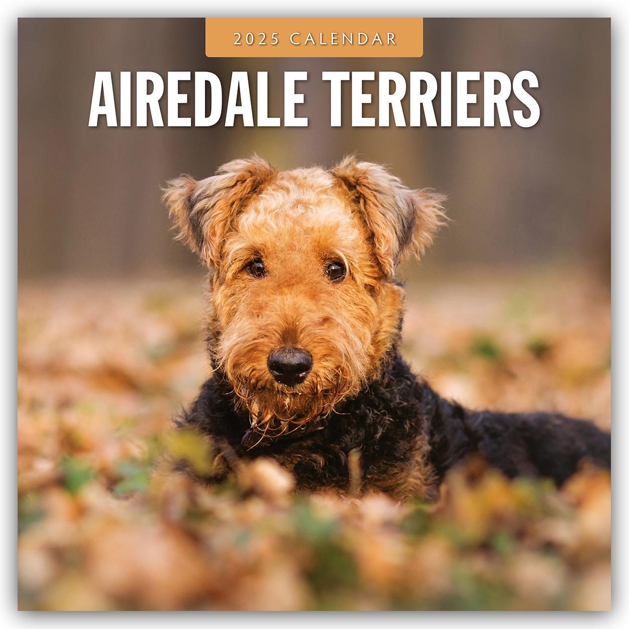 Airedale Terriers 2025 Square Wall Calendar