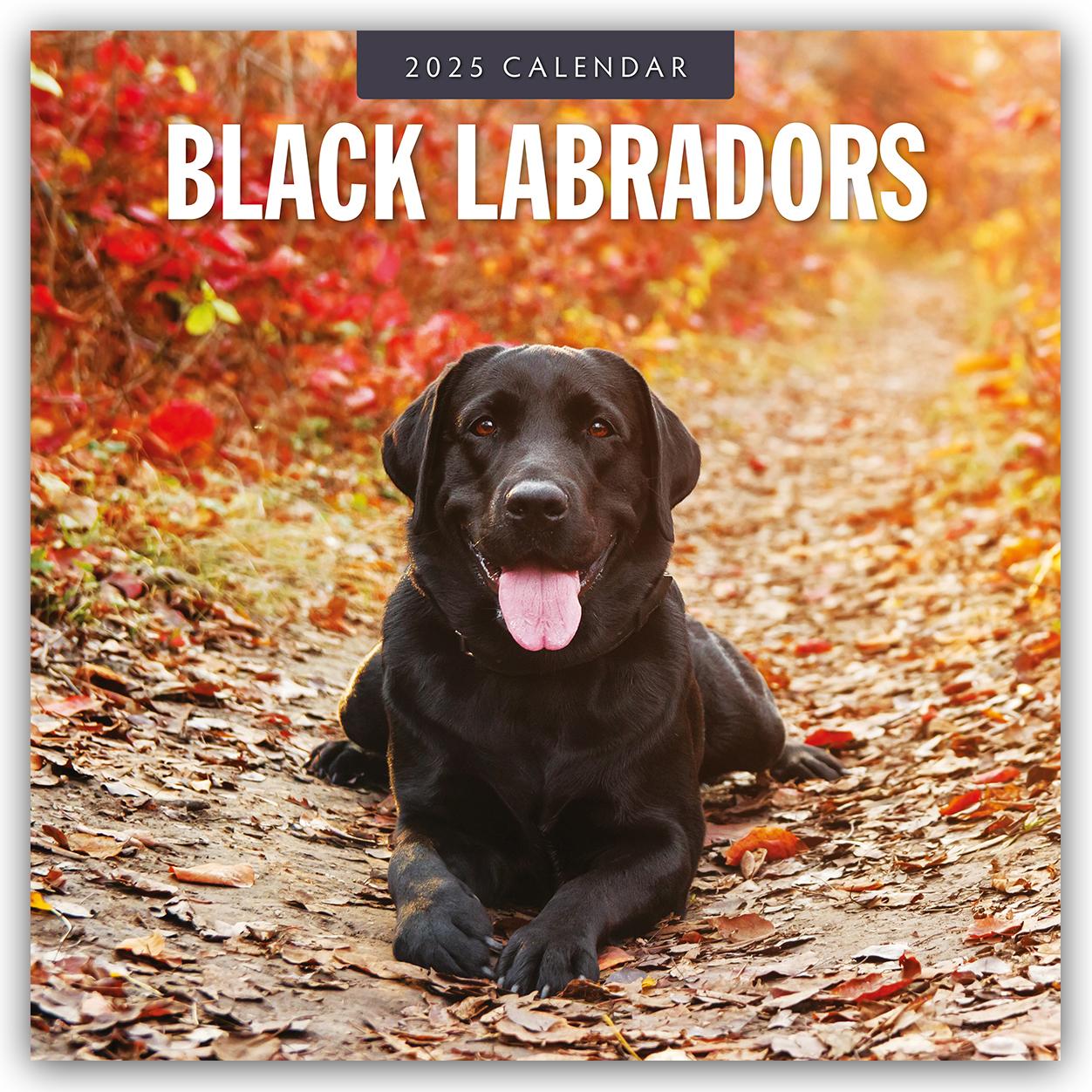 Black Labrador Retrievers - Schwarze Labrador Retriever 2025 - 16-Monatskalender